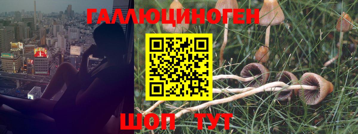 Псилоцибиновые грибы Psilocybe  Вход с VPN  Калач-на-Дону 